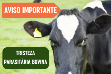 Secretaria de Agricultura alerta para Tristeza Parasitária Bovina